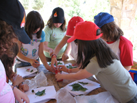 ACTIVITATS COSMOF&Iacute;SICA-HERBARIO